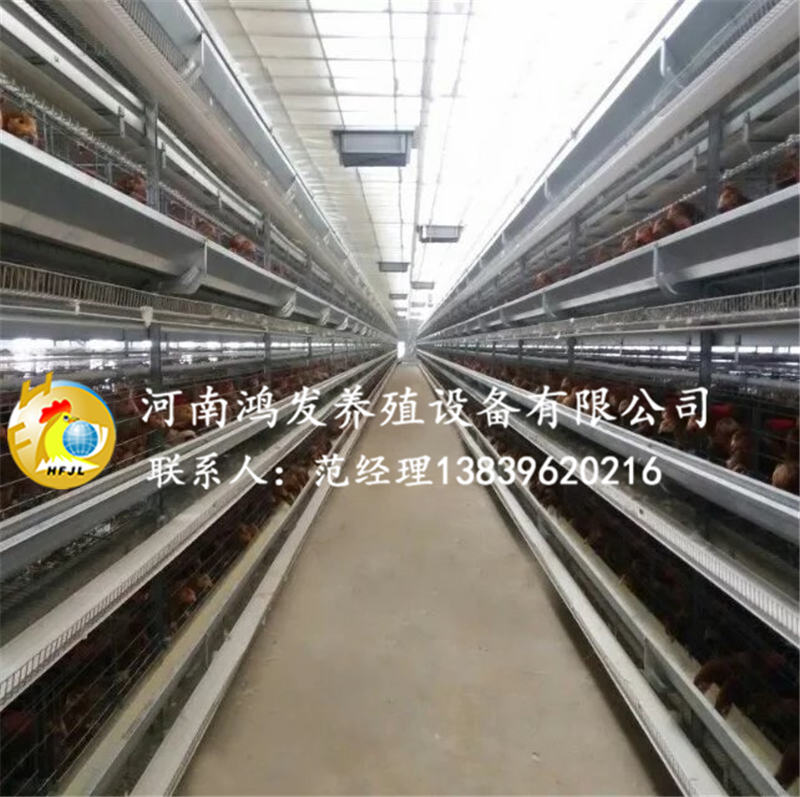 蛋雞籠,雞籠,籠養(yǎng)雞,蛋雞