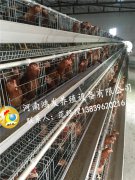 炎熱季節(jié)蛋雞管理技術(shù)