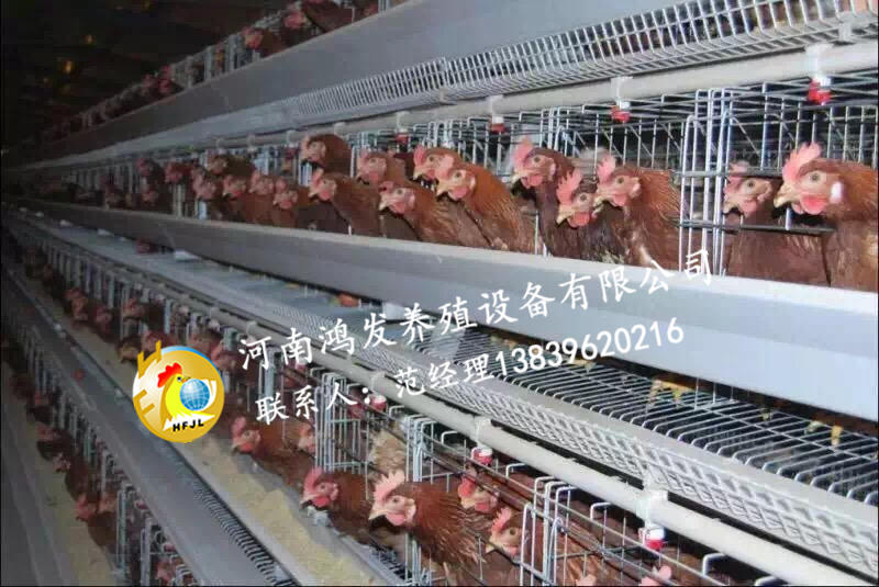 蛋雞籠,雞籠,雞舍環(huán)境保護的方法