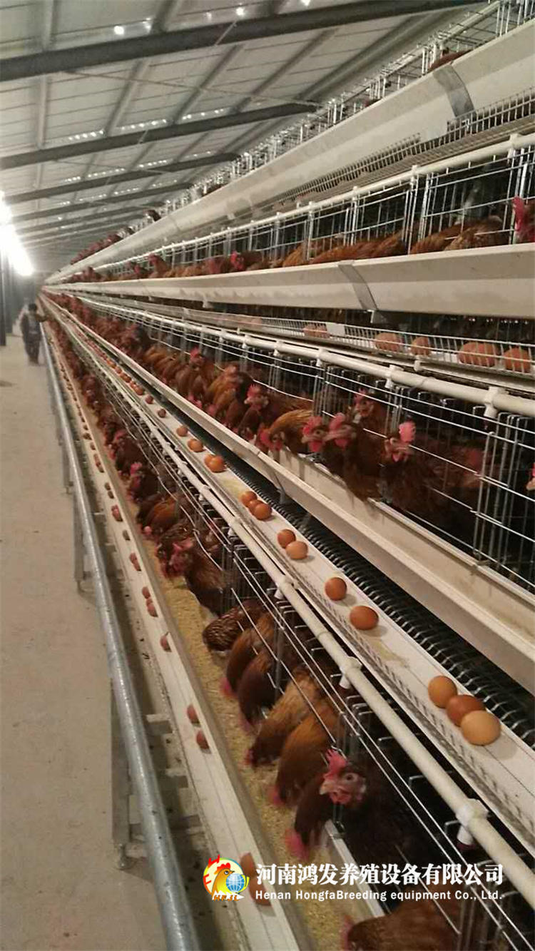 蛋雞籠,雞籠,