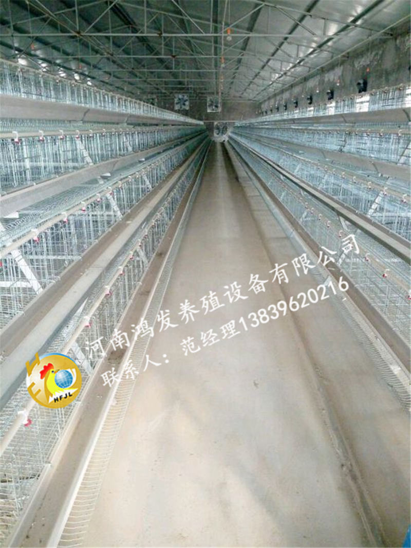 蛋雞籠,雞籠,蛋雞籠養(yǎng)雞